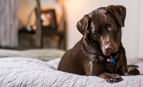 Niyə it yataqda sahibinin ayaqları yanında yatır? - Təlimçi 7 səbəb açıqladı