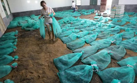 Qadın zəhərli ilanların yetişdirilməsindən ildə 150 min dollar qazanır