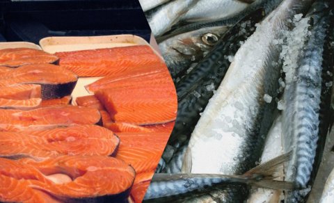 Qızılbalıq, yoxsa skumbriya: Fərq nədir və hansı balıq daha faydalıdır?