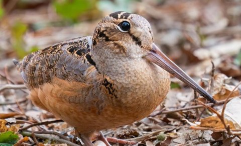 Meşələrdə özünü əla hiss edir: Planetdə ən yavaş hansı quşdur?