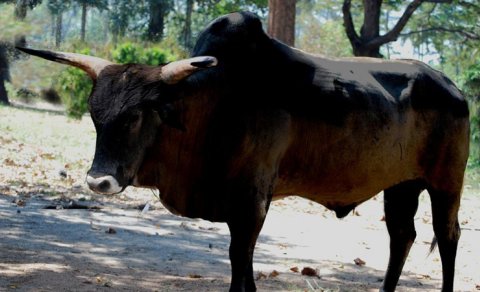 1627-ci ildə Polşada sonuncu auroch yox oldu: Alimlər növü bərpa etməyə ümid edir