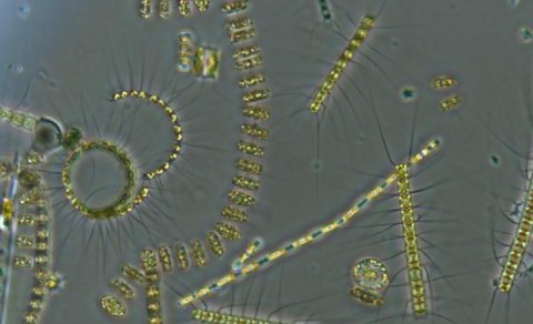 Alimlər 445 milyon illik daşı parçaladı - İnanılmaz tapıntı