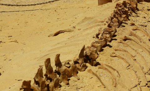 Sahrada nəhəng dinozavr aşkar edildi: Digərlərinə heç bənzəmir