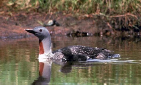 Bıçağa bənzəyən dimdik: Bədəni torpedonu xatırladan bu quş hansıdır?