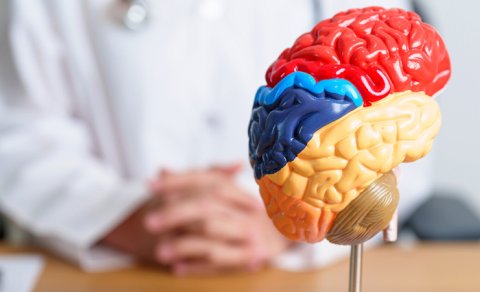 Alim səhərlər beynin fəaliyyətini aktivləşdirməyin iki yolunu açıqladı