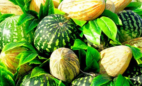 İndidən satılan qarpız-yemişlə gələn TƏHLÜKƏ