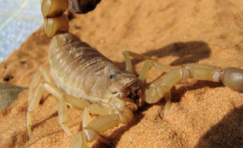 Əqrəblər öz iynə və pəncələrini gücləndirmək üçün &ldquo;dəmirçi&rdquo; kimi davranır: Bu necə işləyir?