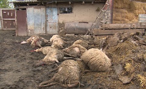 Şəkidə canavarlar qoyun-quzunu parçaladı - FOTO
