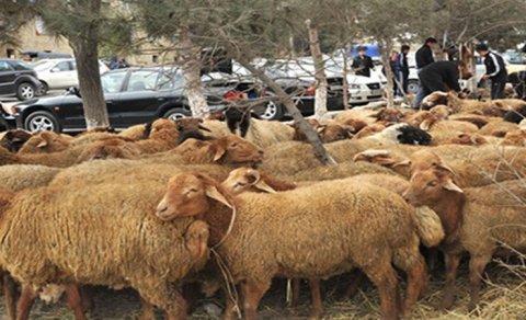 Qurban bayramında qoyun əti neçəyə olacaq? - RƏQƏMLƏR