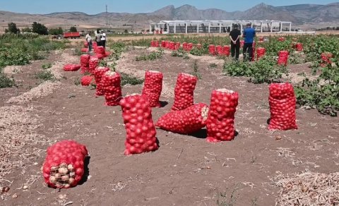 Bərdədə soğanın qiyməti əkinçilərin "gözünü yaşardır": 30 kilosu 2 manata...