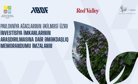 Pavlovniya ağaclarının əkilməsi ilə bağlı YENİLİK