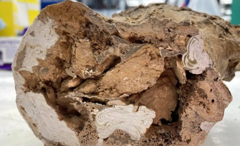 66 milyon illik dinozavr sümüklərində heyrətamiz bir şey aşkar edildi