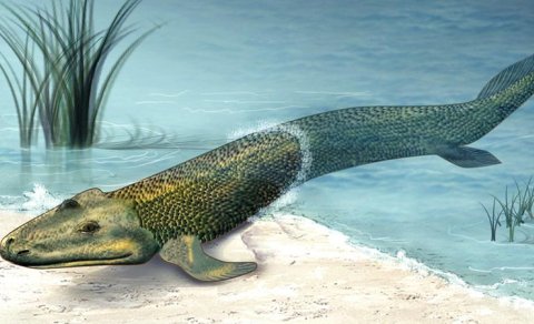380 milyon illik balıq Yer üzərində həyatın mənşəyi tarixini yenidən yazır