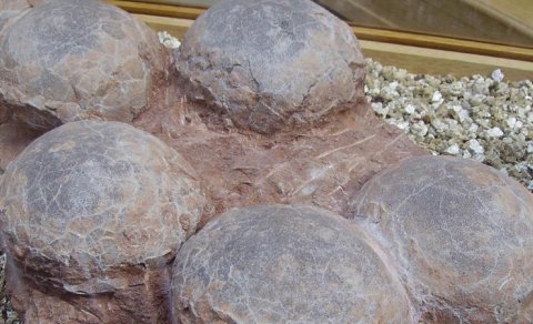Fransada 100-dən çox bütöv dinozavr yumurtası tapıldı: Onlar ora necə düşüb?