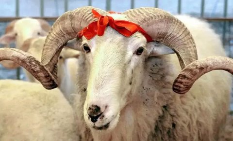 Hansı heyvanlardan qurban kəsilə bilər? &ndash; Din xadimindən açıqlama 
