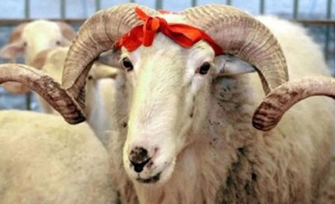 Qurban əti necə bölüşdürülməlidir? &ndash; İlahiyyatçı AÇIQLADI