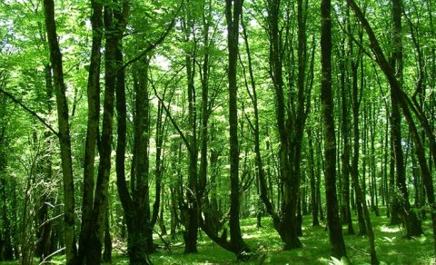 İşğaldan azad olunmuş ərazilərdə yeni milli parklar yaradılacaq
