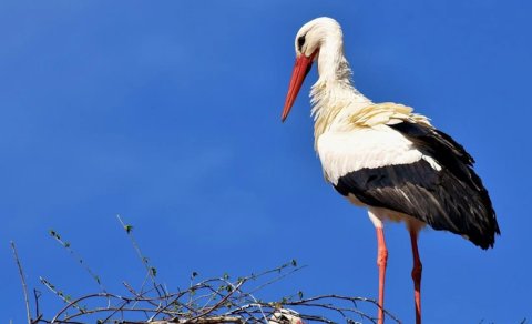Leyləklər Afrikadan imtina edib zibilliklərdə məskunlaşır: Səbəb alimləri təəccübləndirdi
