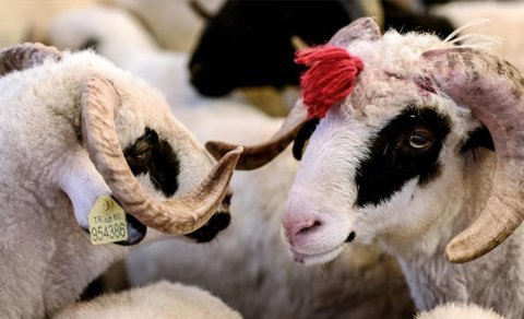 Qurban bayramı ərəfəsində ətin qiyməti niyə qalxır?