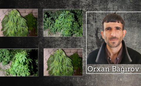 Salyanda çətənə kolları yetişdirən şəxs həbs edilib