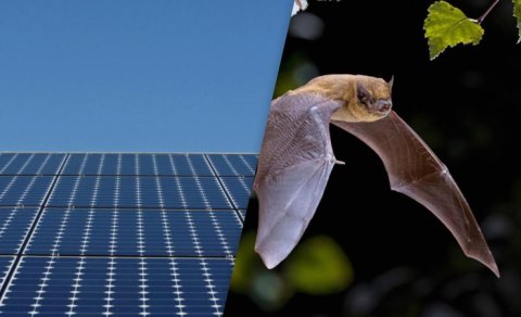 Günəş panelləri yarasalar üçün tələyə çevrildi, səbəb elektrik deyil