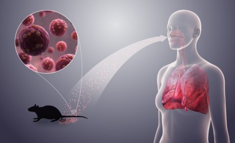 Hantavirus qorxusu geridə qaldı: &ldquo;Pandemiya yarada bilməz&rdquo;
