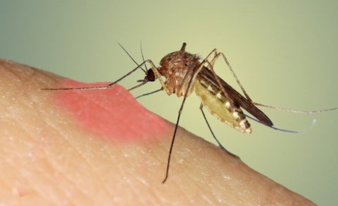 İndi də ağcaqanadlar virus yayır?