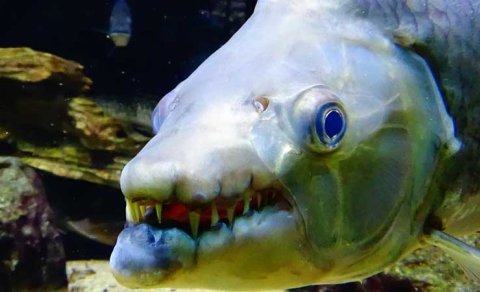 Sudan çıxaraq quşları ovlayır: Söhbət hansı balıqdan gedir?