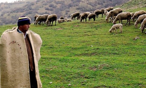 Çoban 1 milyon manata yaxın yeyinti ittihamı ilə həbs edildi