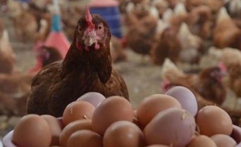 Azərbaycanda yumurta kəskin ucuzlaşdı - Səbəb açıqlandı