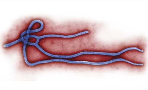 Ebola virusu pandemiyaya səbəb ola bilər?