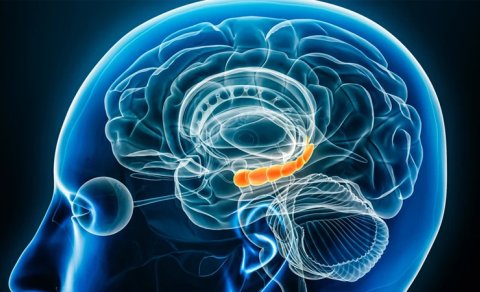 Travmanın beyindəki hormonal şifrəsi açıldı