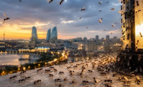 Bakını bürüyən qanadlı qarışqalar təhlükəlidir?