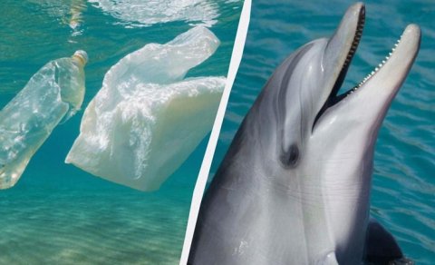 Okeana atılmış plastik butulkalar artıq delfinlərin həyatını xilas edir