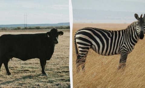 Alimlər inəkləri zebra kimi rəngləyərək milçəklərdən qorumağa çalışdı - Təcrübənin nəticələri