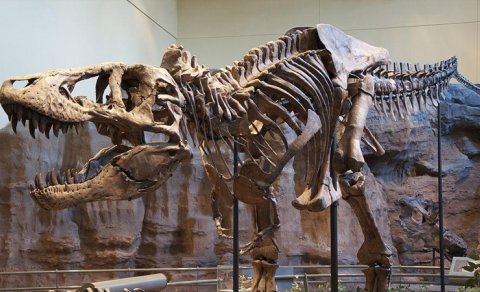 67 milyon illik tiranozavr skeleti hərraca çıxarılır - Alimlər narahatdır