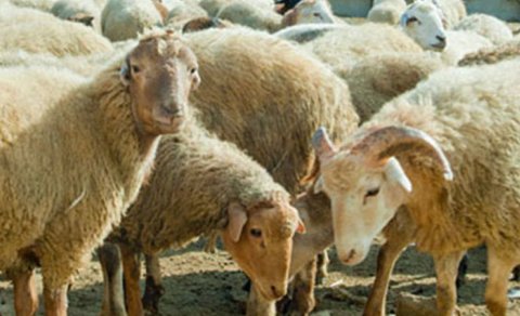 Sərxoş halda 150-dən çox qoyunu oğurlayan şəxs anlaqsız sayıldı