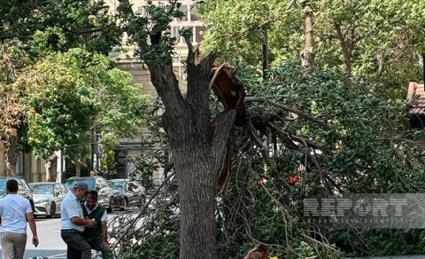 Bakıda güclü külək 14 ağacı aşırıb, 41 budağı sındırıb