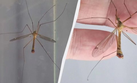 Nəhəng uzunayaqlı ağcaqanadlar nədir: Onlar doğrudanmı malyariya daşıyır?