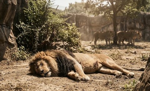 Həddindən artıq istilər zooparkları da vurdu: 3 şir öldü