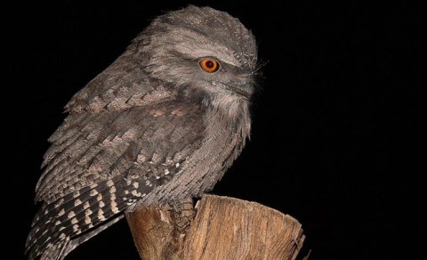 Narazı görkəmi var və kamuflyaj ustasıdır - Qəribə quş