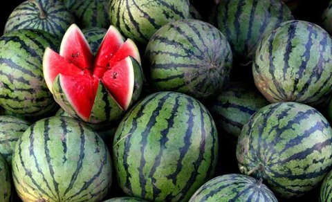 Bazarlarda qarpız ucuzlaşdı: Kiloqramı 40 qəpiyə qədər gerilədi