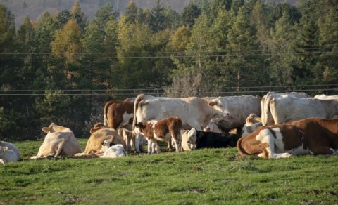 Alyaskadakı adada inəklər tək buraxıldı: Nəsillər sonra DNT-si alimləri çaşdırdı