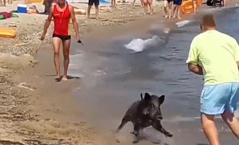 Fransanın çimərlikləri vəhşi qabanlar bürüdü: Turistlərə xəbərdarlıq edildi