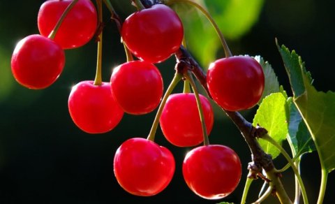 Albalı təbii melatonin ehtiva edir: Bir stəkan şirə yuxusuzluğa necə kömək edə bilər?