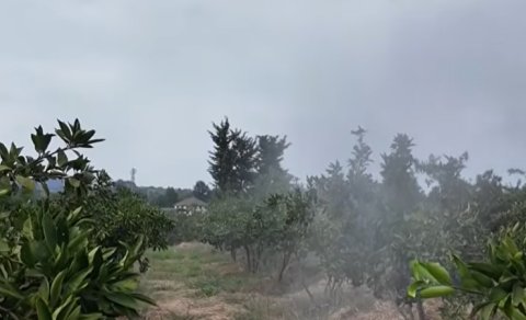 Bağlarda təhlükəli vəziyyət: Fermerlər çıxış yolu axtarırlar - VİDEO
