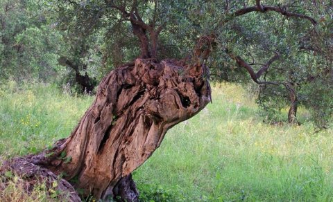 Finikiyalıları və romalıları görmüş zeytun ağacı var: Niyə hələ də meyvə verir?