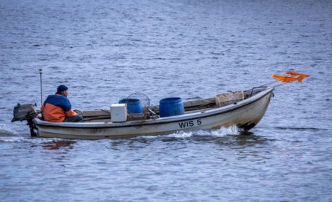 Ekoloji fəlakət: Baltik dənizində balıq ehtiyatları tükənir
