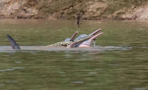 Anakonda delfinin ağzında: Alimlər səbəbini araşdırır