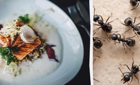 İki Michelin ulduzlu restoran 49 min qarışqanı desertlərdə istifadə etdi, vərimələndi